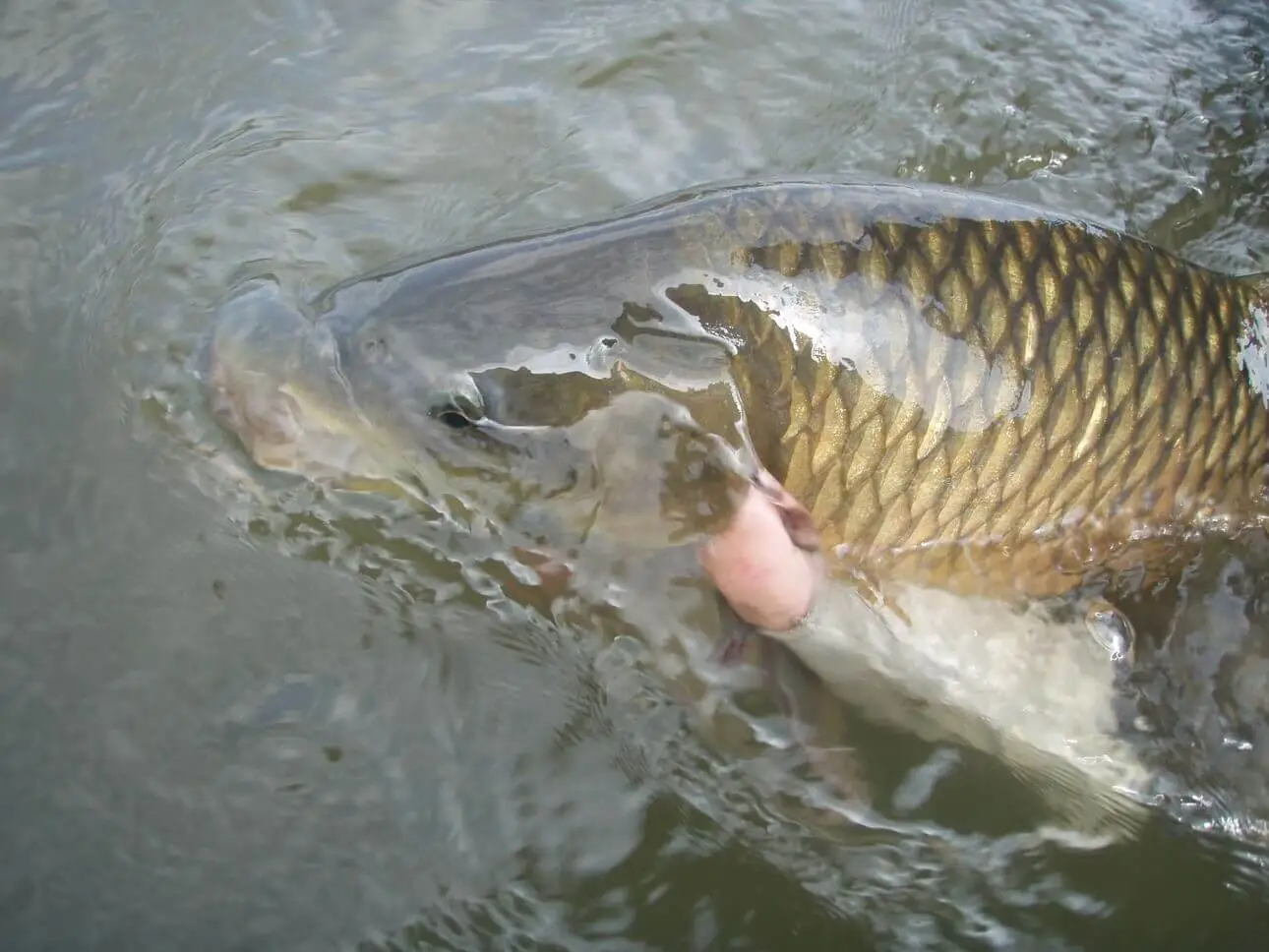 Shayne Prinsloo — Vaal River euro nymphing (4.5kg) smallmouth yellowfish.