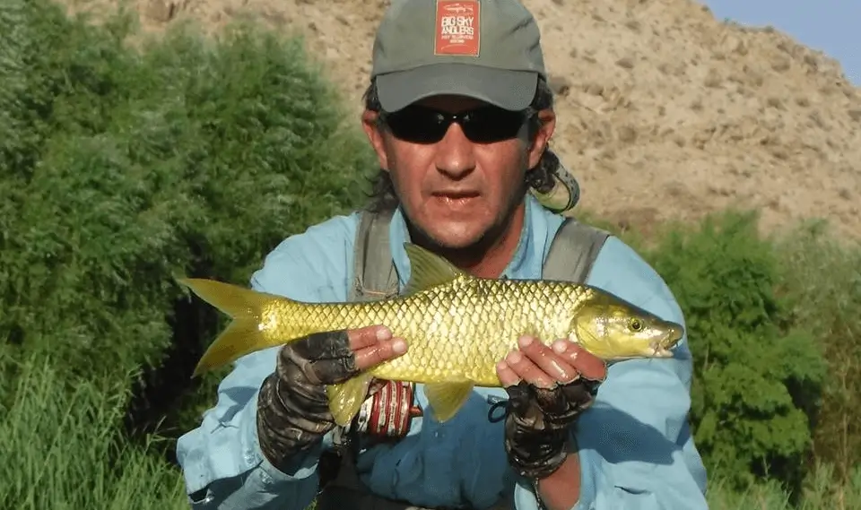 Robbert exercising euro-nymphing and landing a good yellowfish on the vaal river