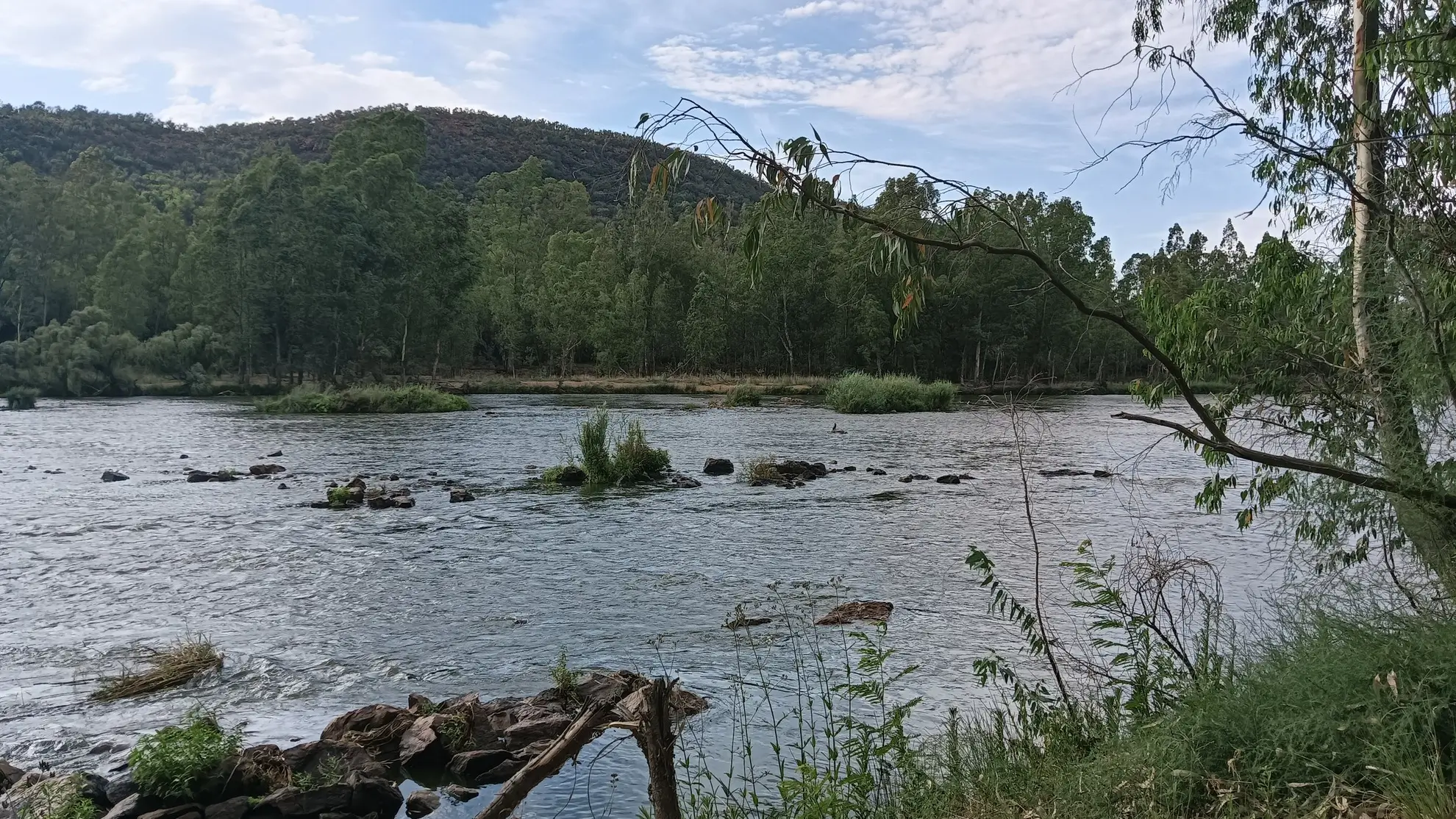 Guided Yellowfish fly fishing on the Vaal River near Parys